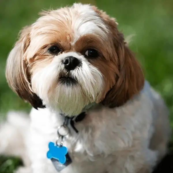 Shih Tzu dog