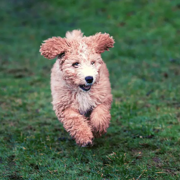 Spanish Water Dog running on grass