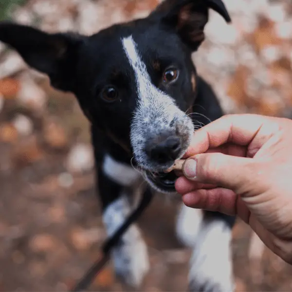 dog having a treat whilst on a walk