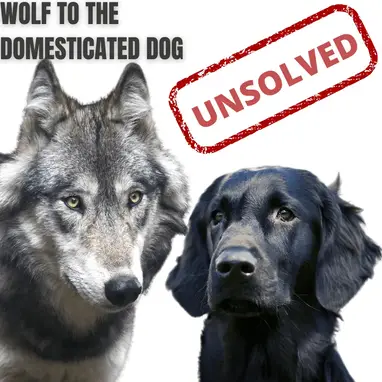 how did wolf become dog