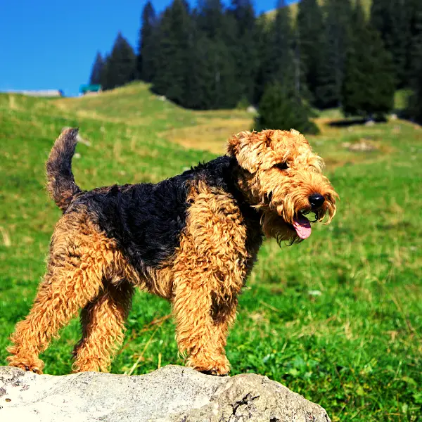 Welsh Terrier standing on a rock outside