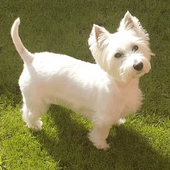 West Highland White Terrier