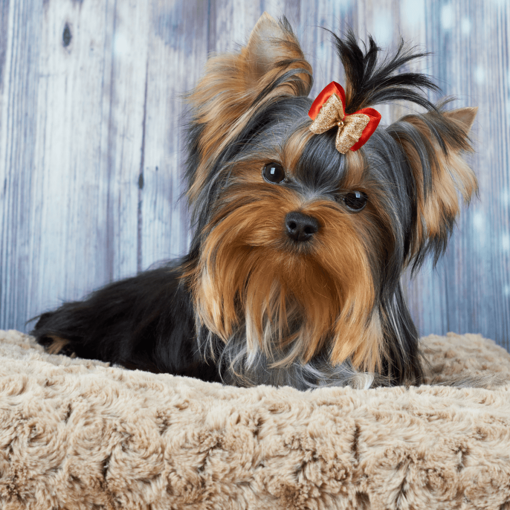 Yorkshire Terrier in dog bed