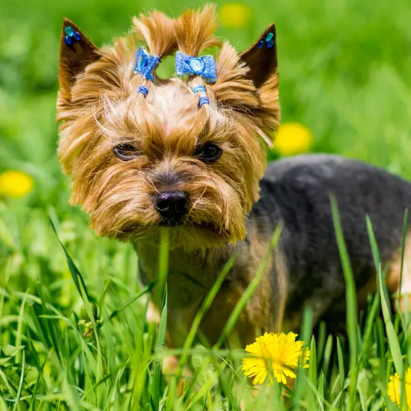 Yorkshire Terrier dog with a bow in hair