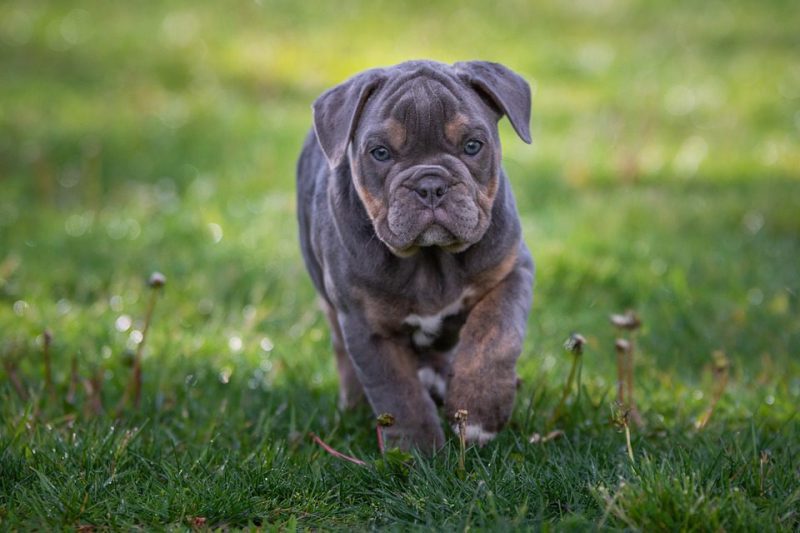 A Comprehensive Timeline of the Bulldog Breed’s History from 1631 to Present Day