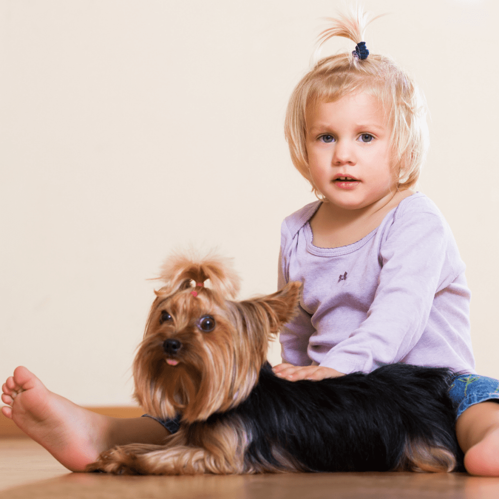child gently petting a Yorkshire Terrier whilst sitting down