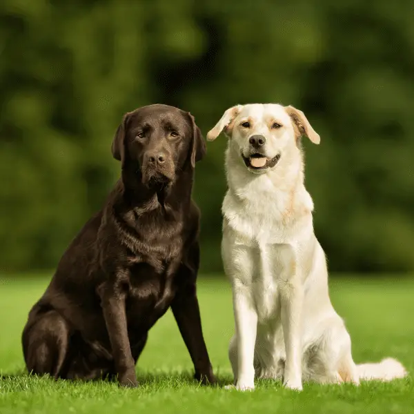 Adult chocolate and golden labrador dogs side by side