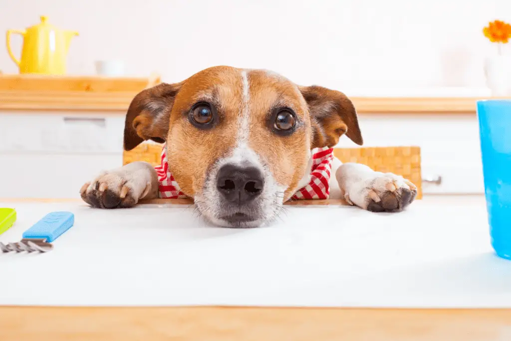 dog begging for food at the table