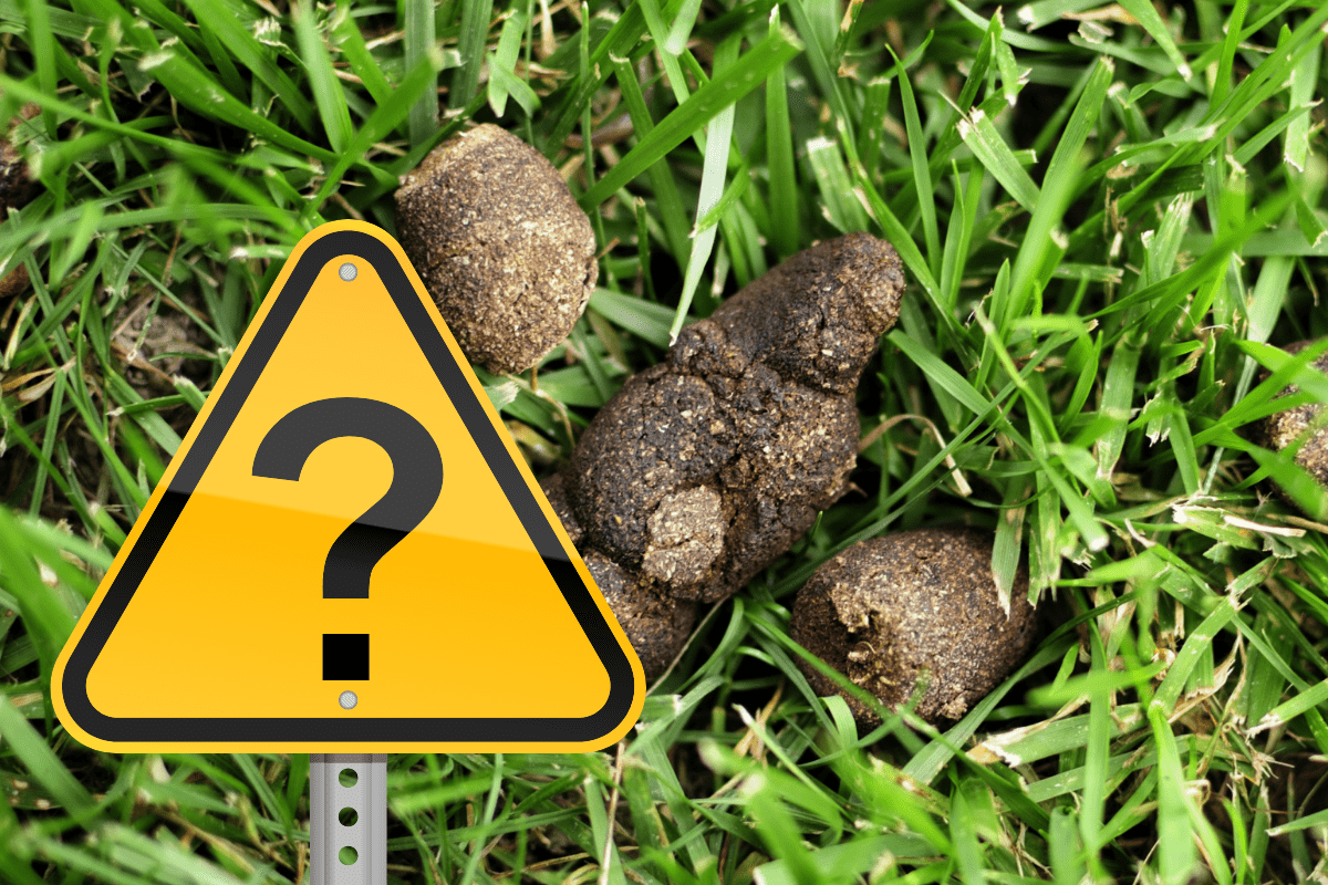 Find Out Why Dogs Eat Their Poop (4 Solid Reasons)