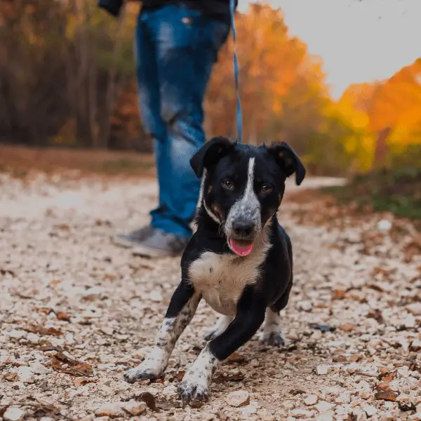 dog pulling on the lead