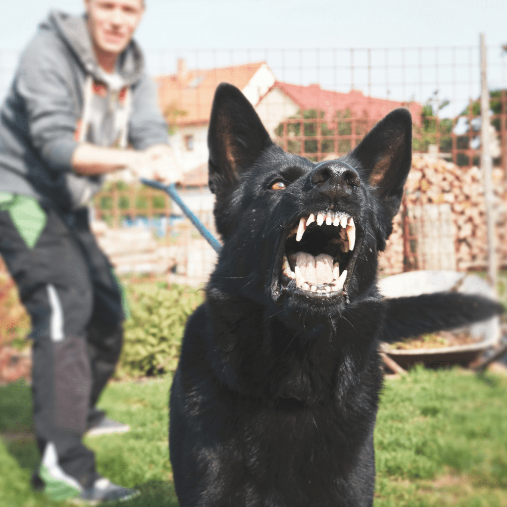 A dog showing signs of aggression with bared teeth