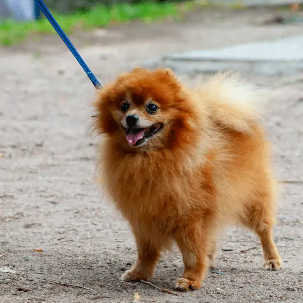 dog walking