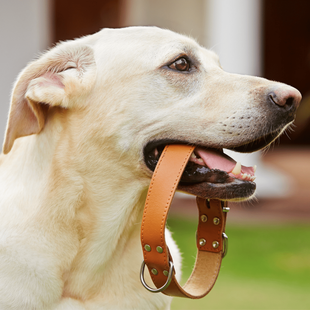 dog with collar in his mouth