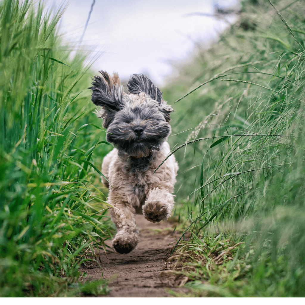 Excited dog running through grass