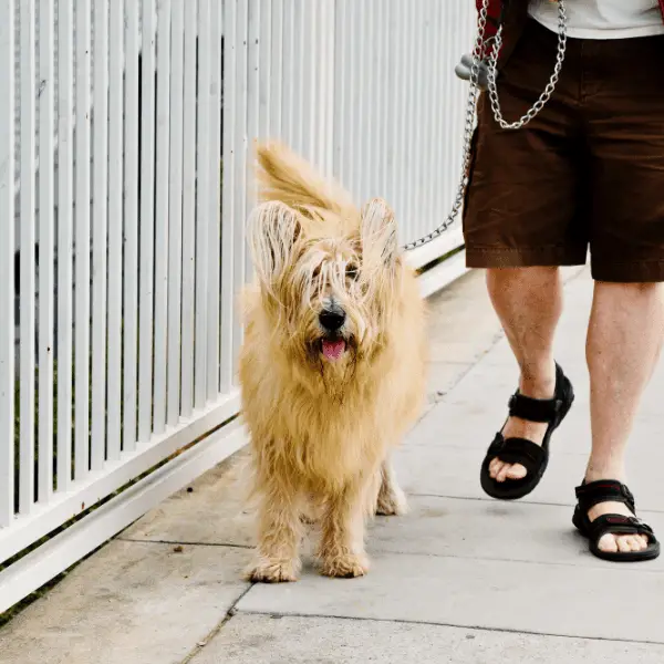 a dog - loose lead whilst walking