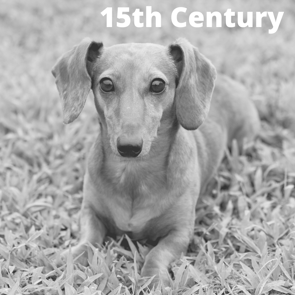 LEARN History of the Dachshund breed Dog Friendly Scene