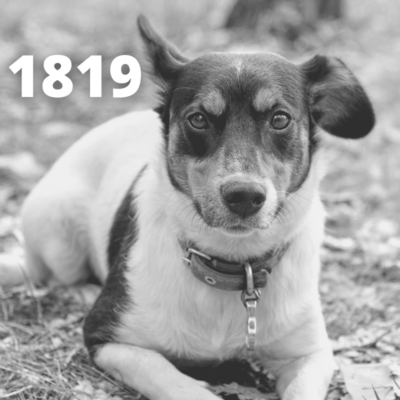 History Of The Jack Russell Terrier Dog Breed (1819 to Modern Day