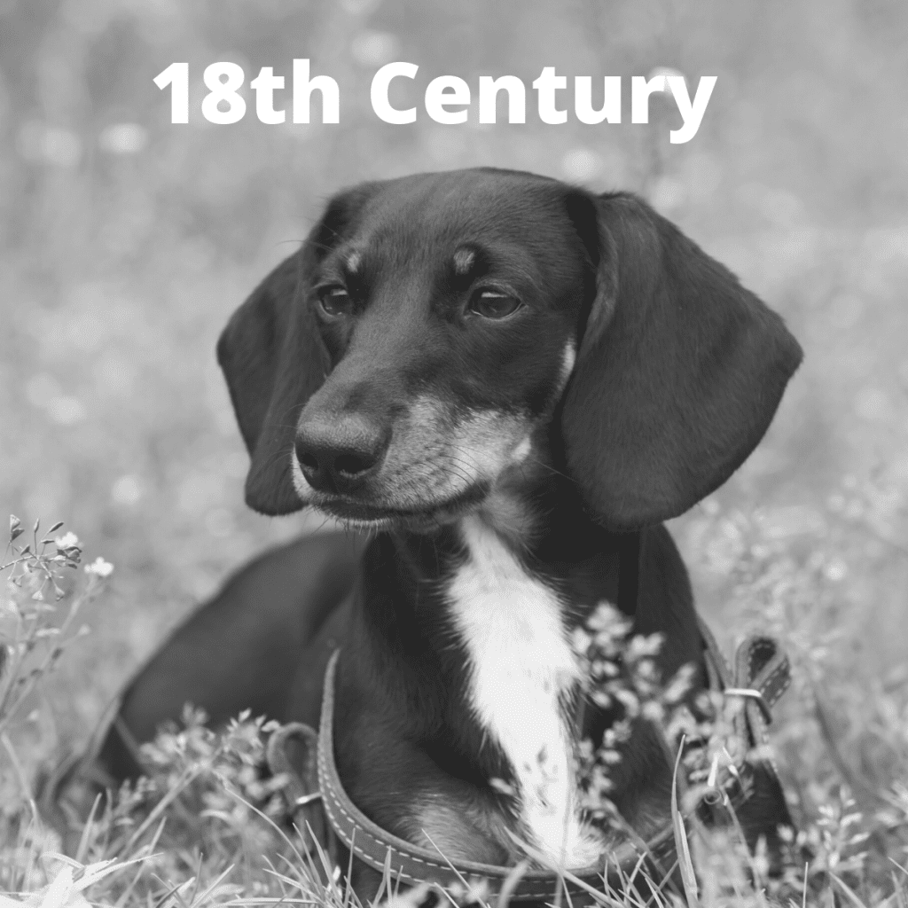 LEARN History of the Dachshund breed Dog Friendly Scene