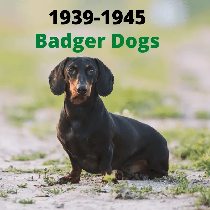LEARN History of the Dachshund breed Dog Friendly Scene