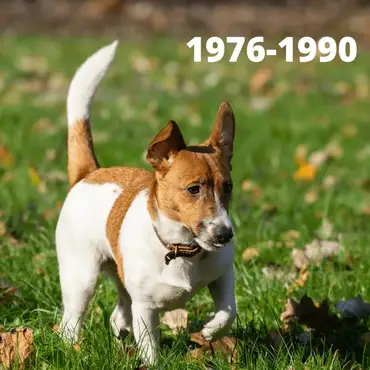 why are jack russells tails cut