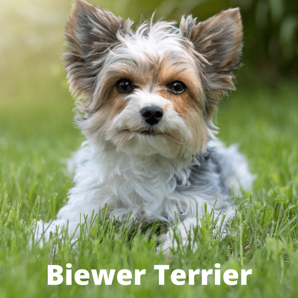 A Biewer Terrier dog