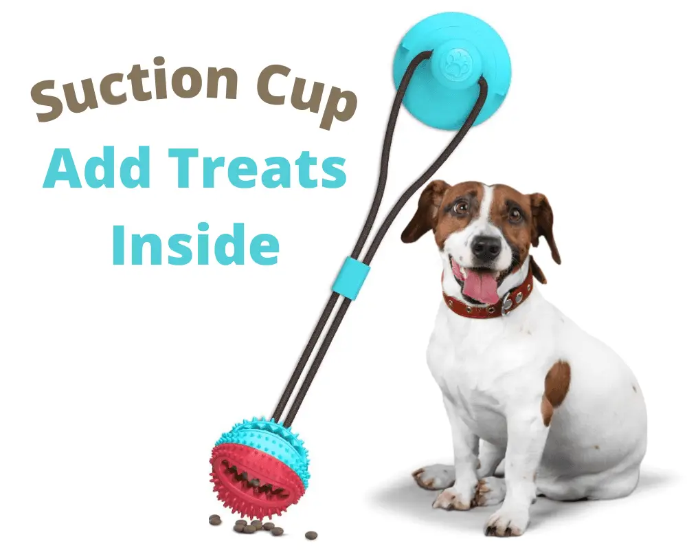 Suction Treat Cup and Jack Russell dog sitting down