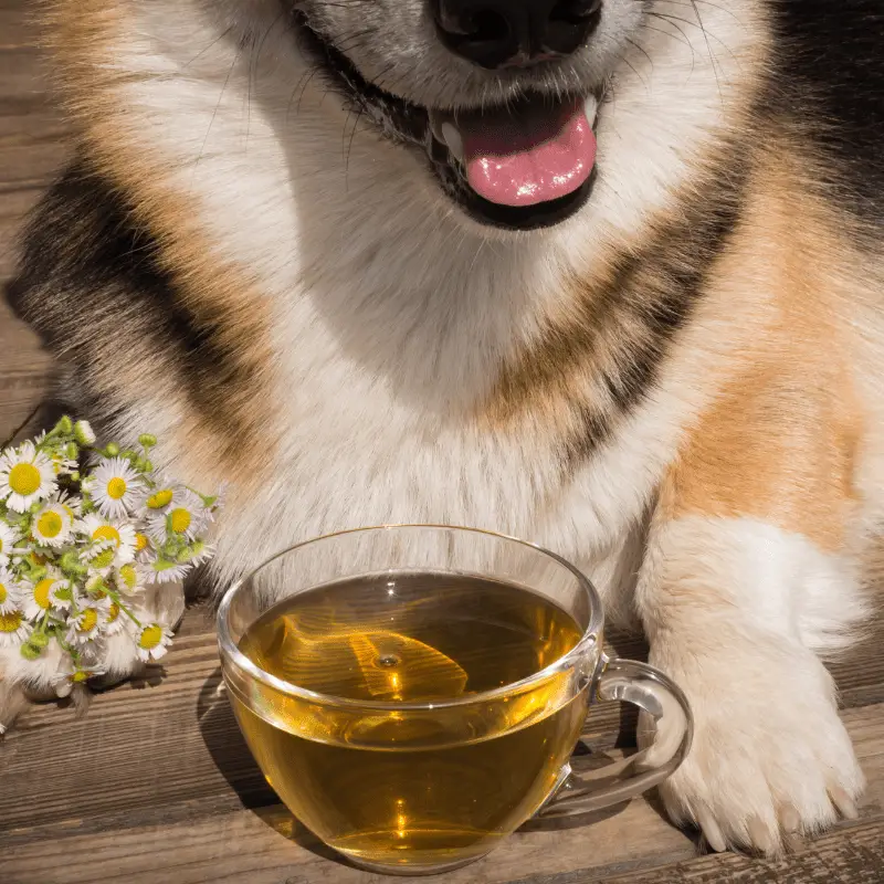 Dog laying next to a cup of Chamomile Tea