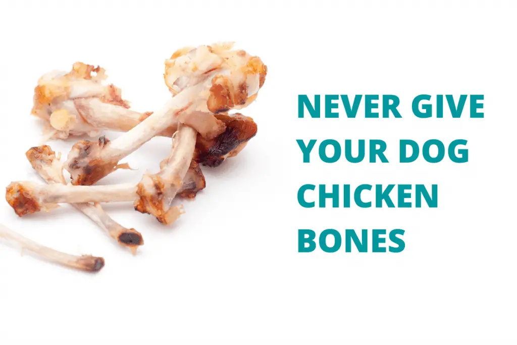 Chicken bones and a message saying never give your dog chicken bones