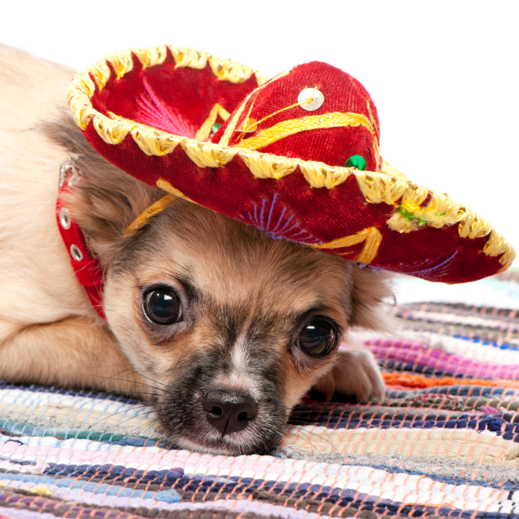 Chihuahua with a Mexican hat on