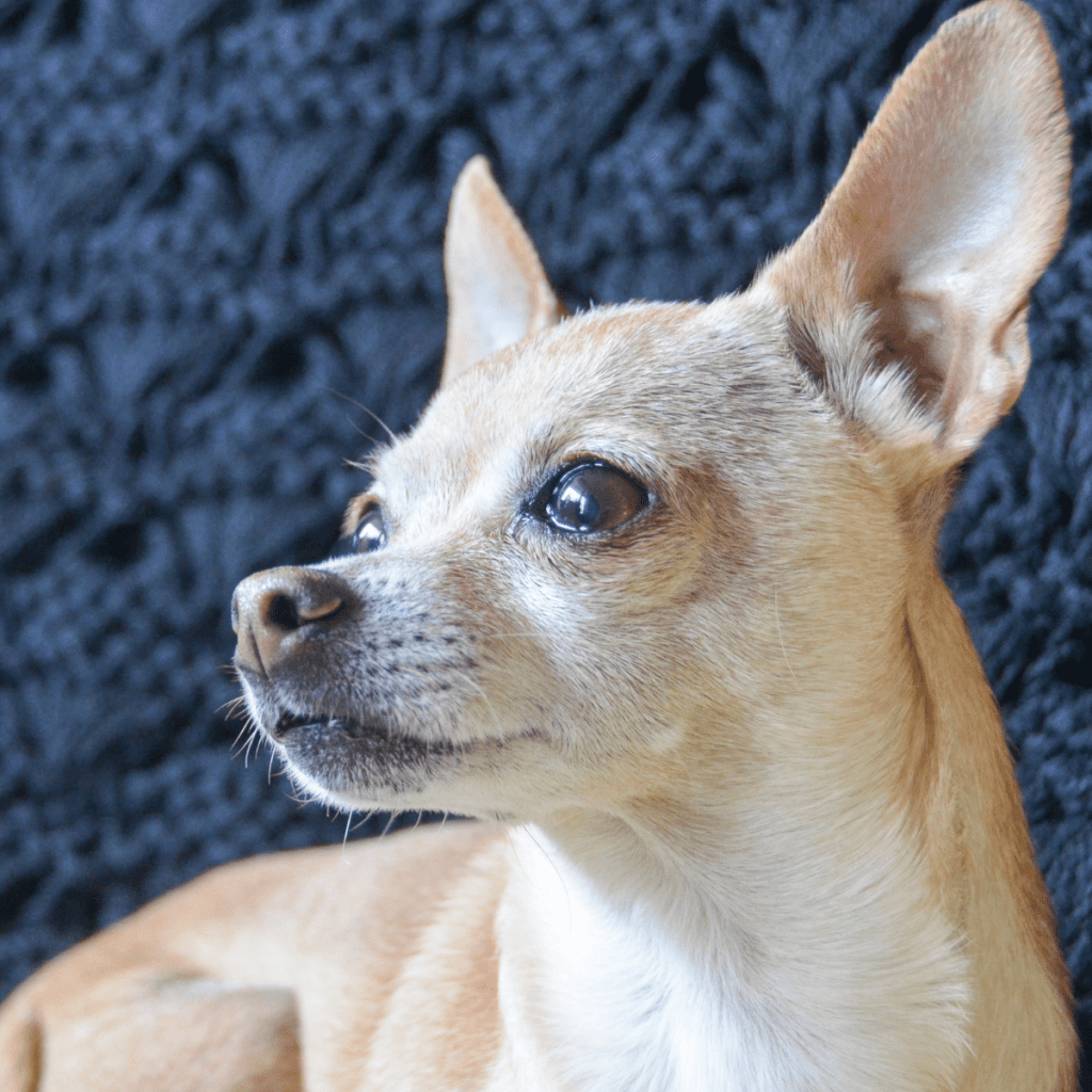 A deer head Chihuahua dog