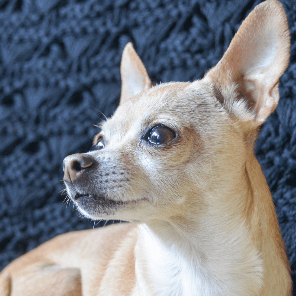 LEARN - History of the Chihuahua Breed | Dog Friendly Scene