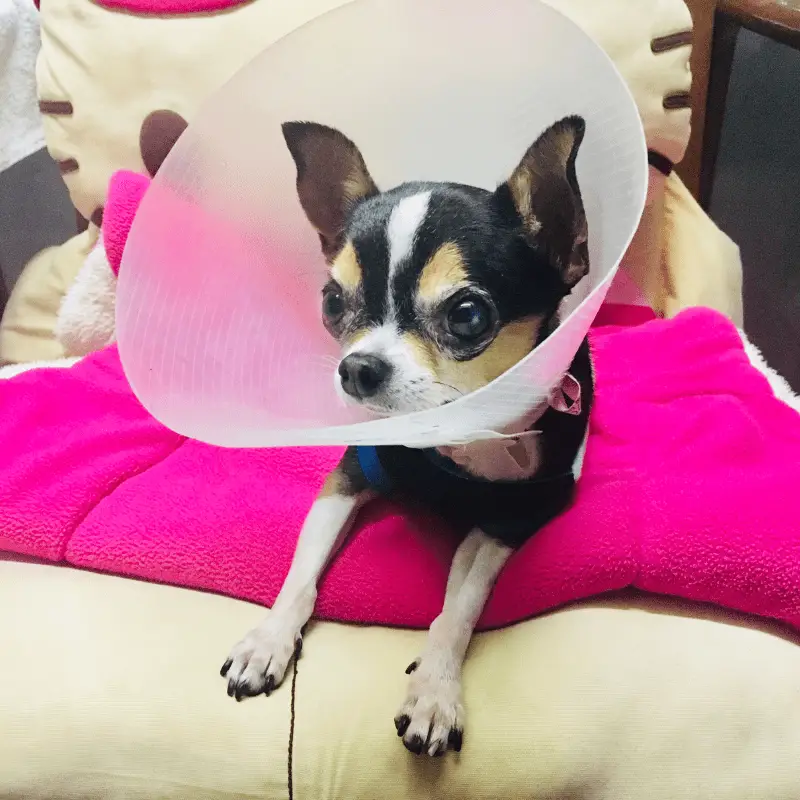 Dog at home with cone on after surgery