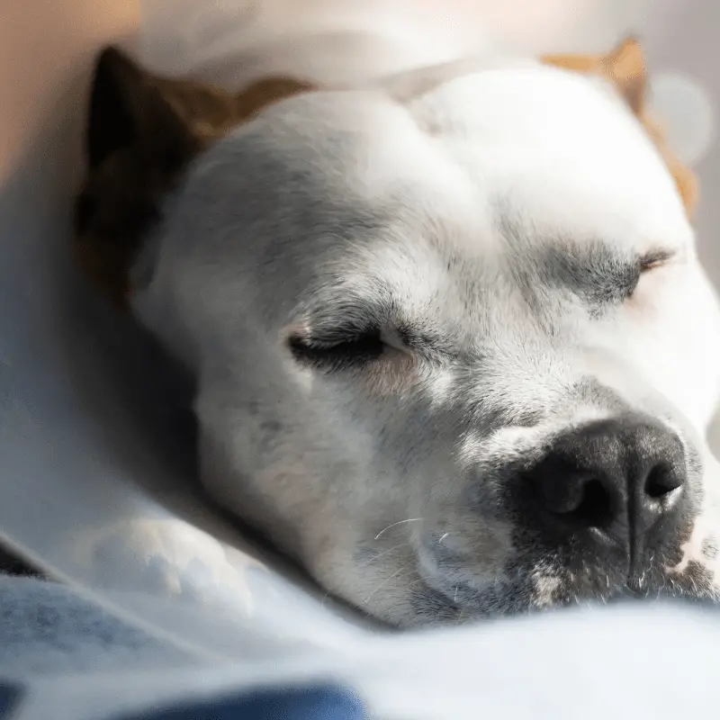 A sleeping dog with cone on