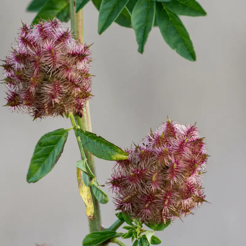 Glycyrrhiza Glabra Plant