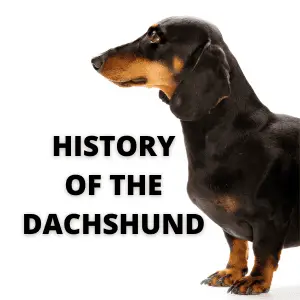 Dachshund dog and text - History of the Dachshund
