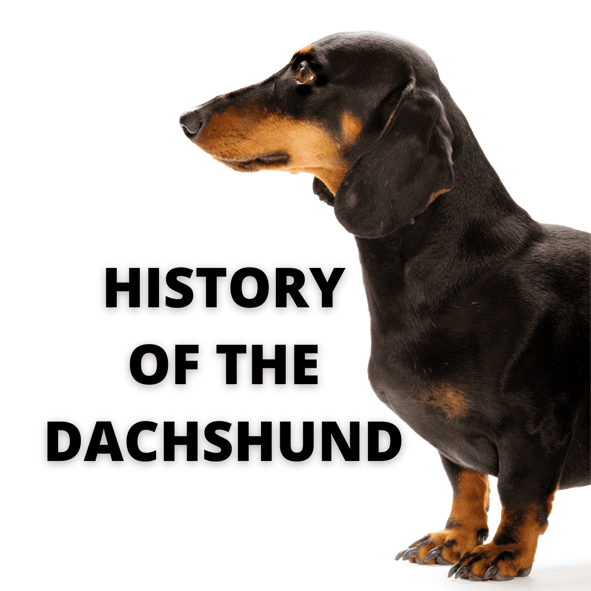 LEARN – History Of The Dachshund Breed