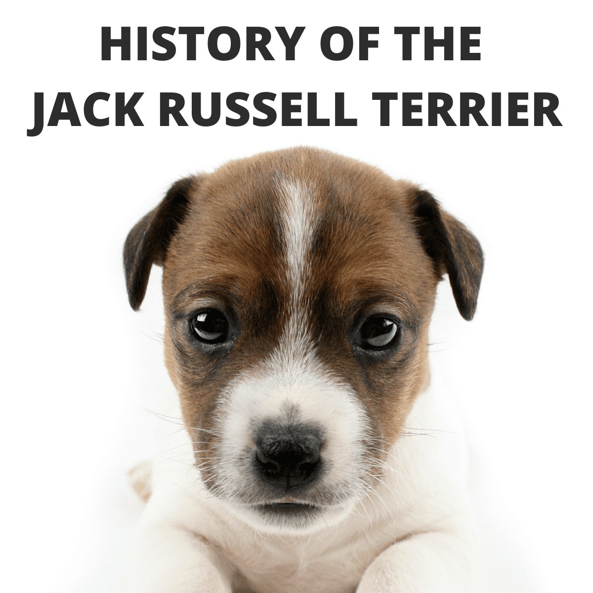 History Of The Jack Russell Terrier Dog Breed (1819 to Modern Day)