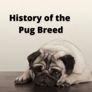 a Pug laying down, text History of the Pug Breed