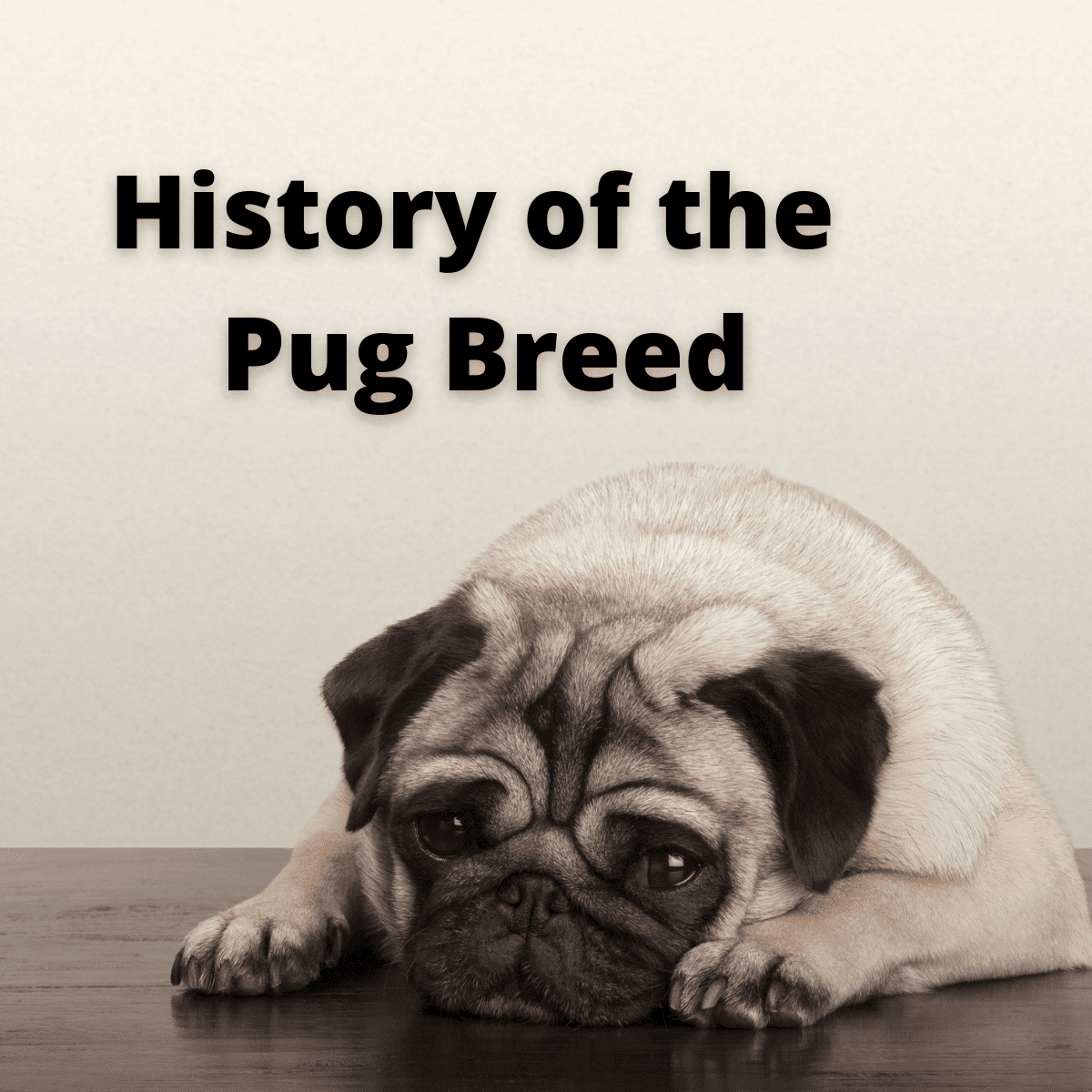 LEARN – History Of The Pug Breed