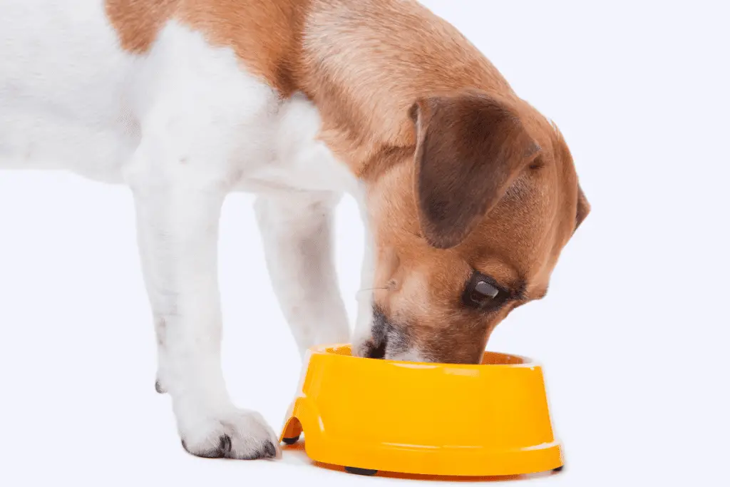 Jack Russell Eating out of food bowl