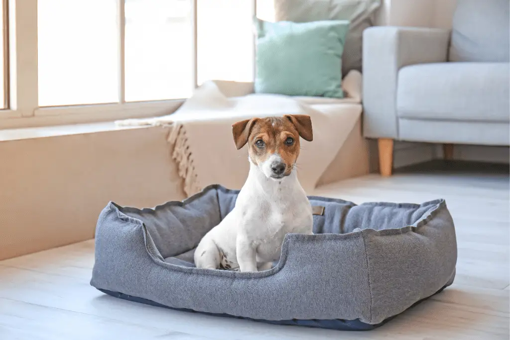 Jack Russell Terrier in a dog bed
