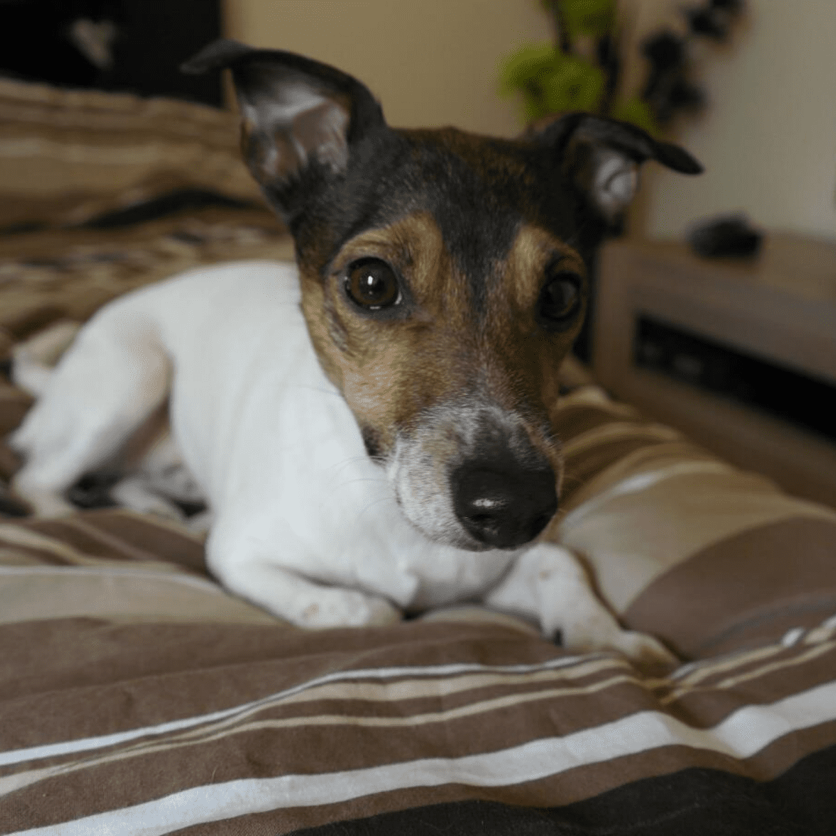 Why Do Jack Russell Terriers Shake?