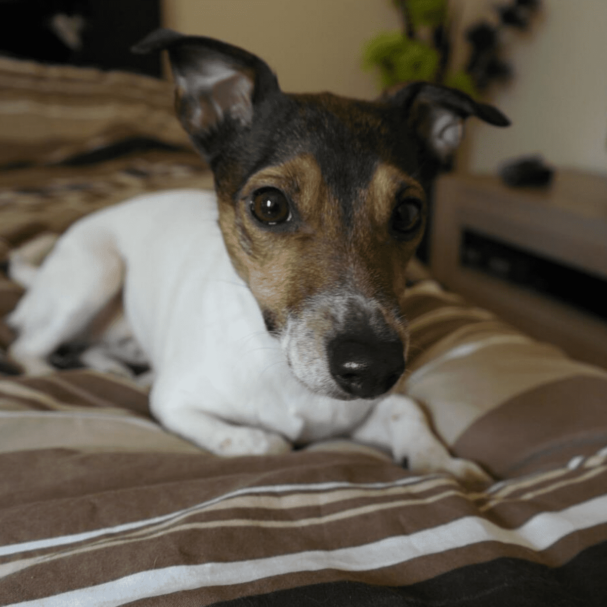 why do jack russell terriers shake