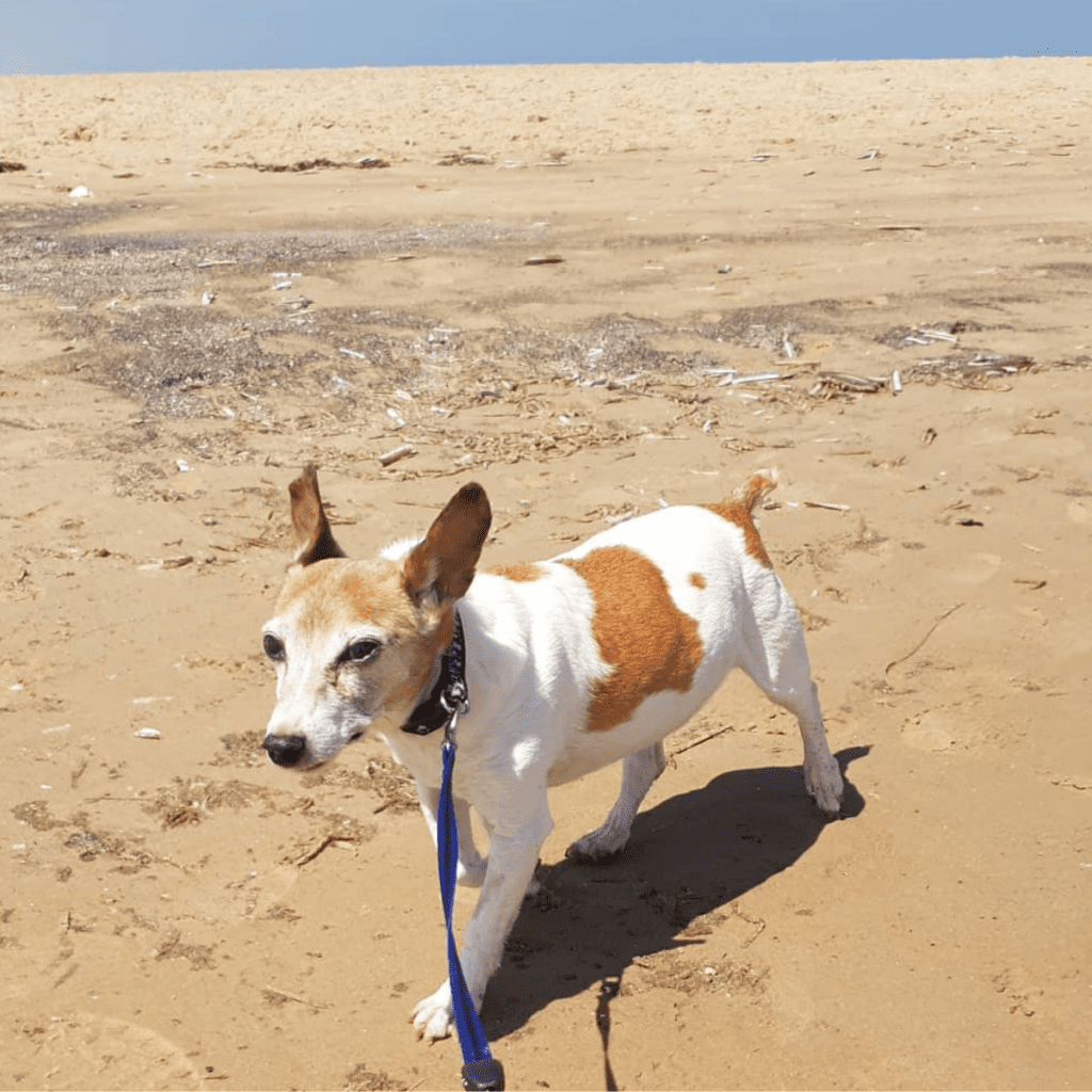 Jack Russell walking on the beach