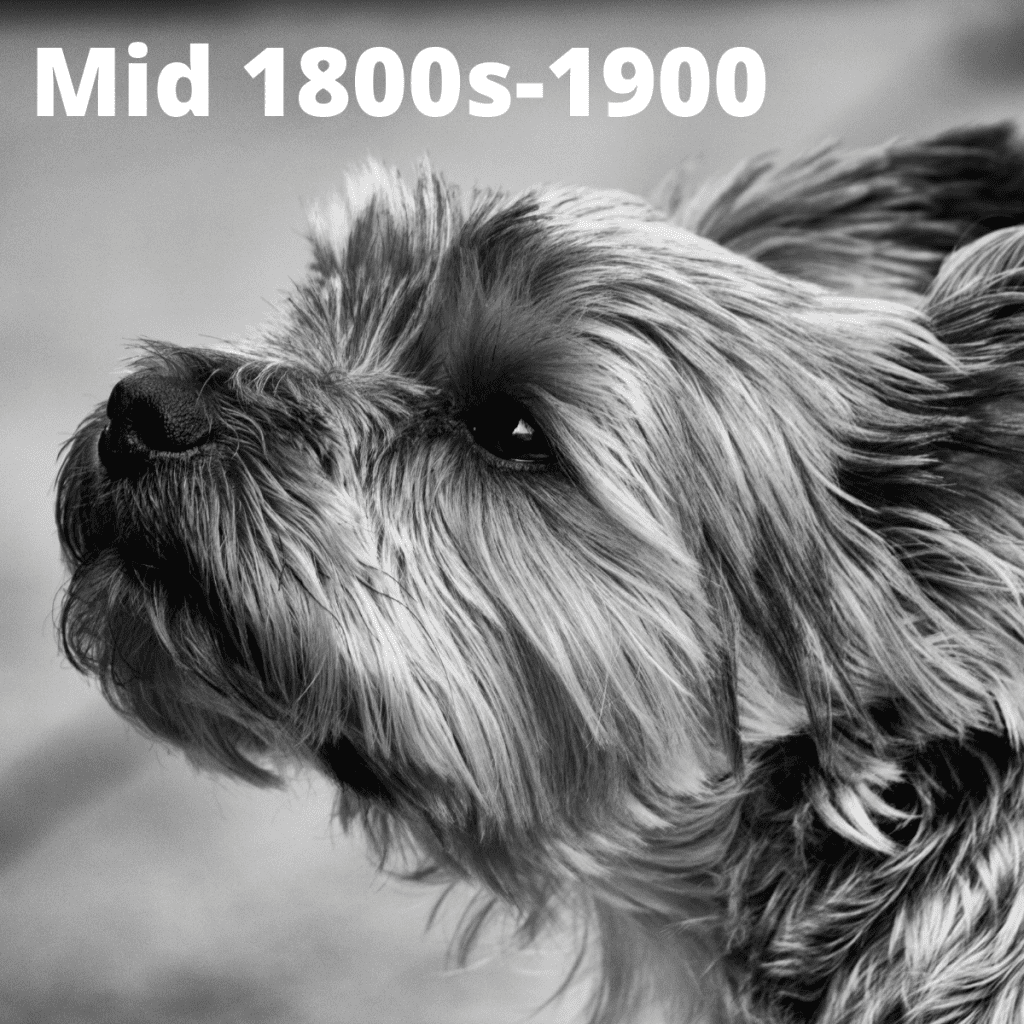 Yorkshire Terrier dog with text Mid 1800s-1900