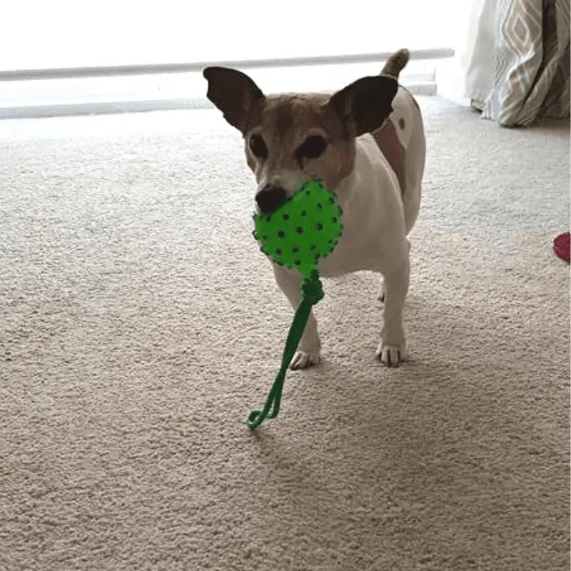 Jack Russell with a dog toy in his mouth