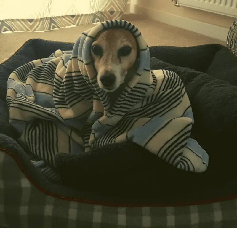 Jack Russell dog in a dog bed