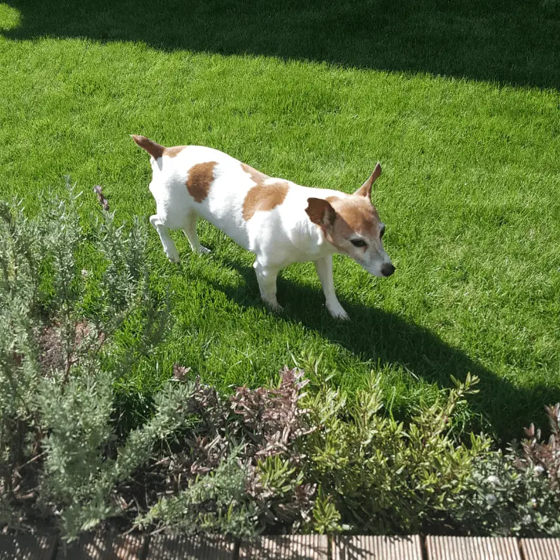 dog in the garden