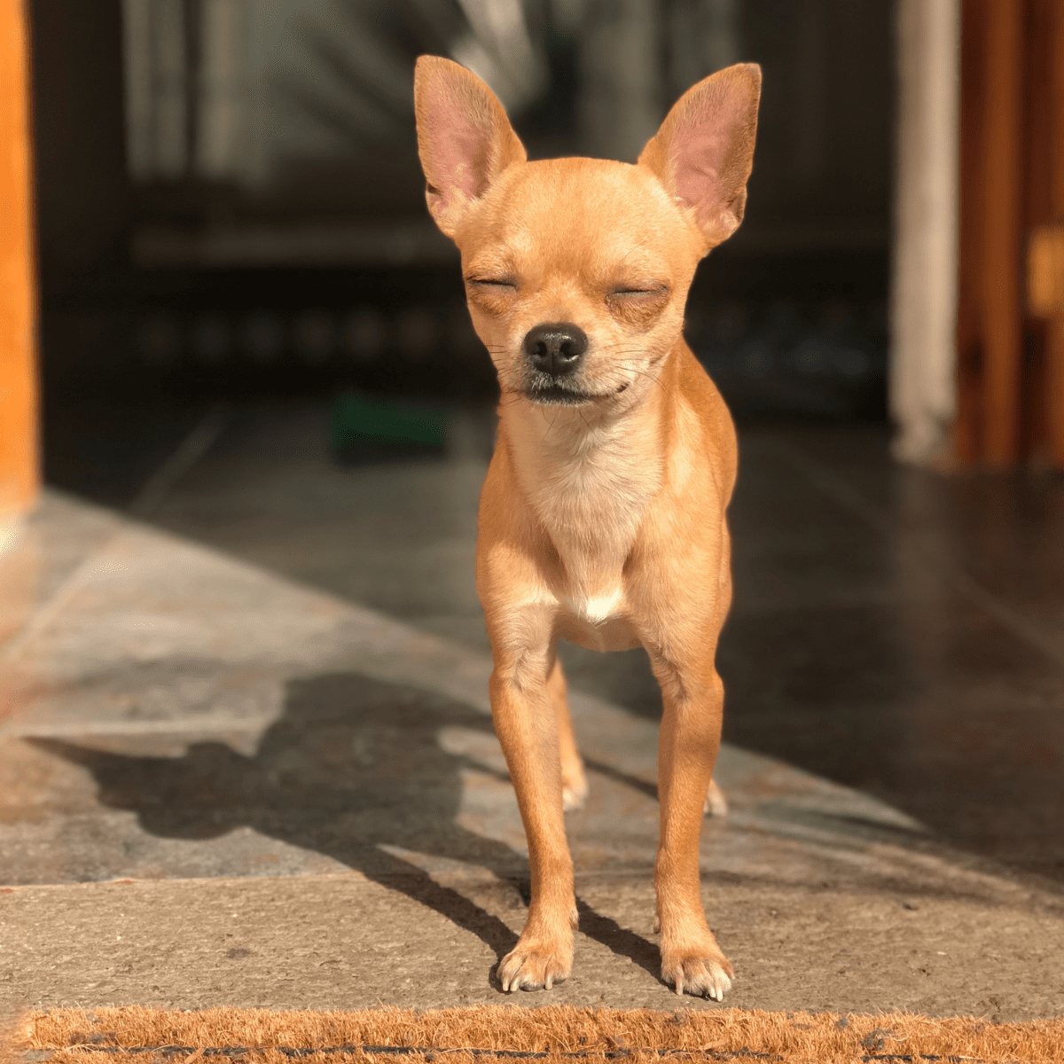 LEARN - History of the Chihuahua Breed | Dog Friendly Scene