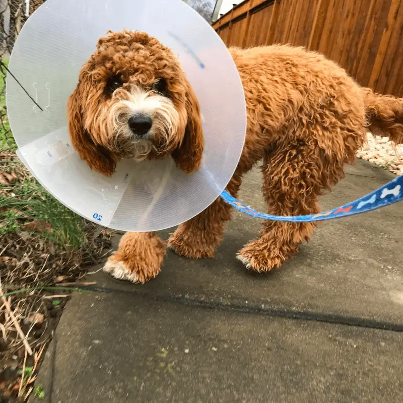 A dog walking on a lead with a cone around head